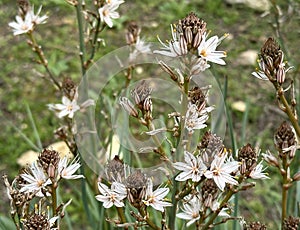 Spring flowering branched asphodel (lat. Asphodelus ramosus