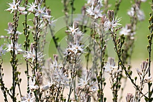 Spring flowering branched asphodel (lat. Asphodelus ramosus