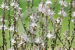 Spring flowering branched asphodel (lat. Asphodelus ramosus