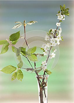 Spring flowering branches photo