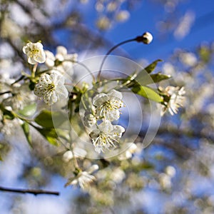 Spring flowering: branches of flowering apple or cherry in the park. White flowers of an apple tree or cherry on a