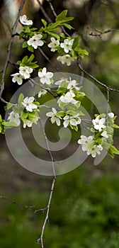 Spring flowering: branches of flowering apple or cherry in the park. White flowers of an apple tree or cherry on a