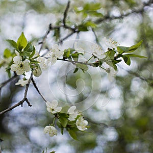 Spring flowering: branches of flowering apple or cherry in the park. White flowers of an apple tree or cherry on a background of