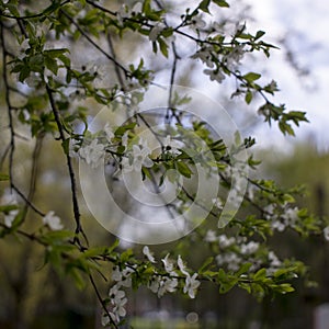 Spring flowering: branches of flowering apple or cherry in the park. White flowers of an apple tree or cherry on a background of