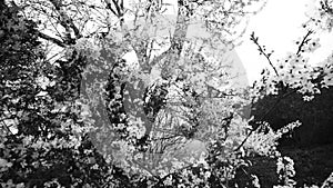 Spring flowering branches scrolling horizontally in close-up. Double exposure with trees. Balck and white looped animation.