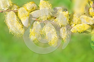 Spring flowering branches of willow on green background