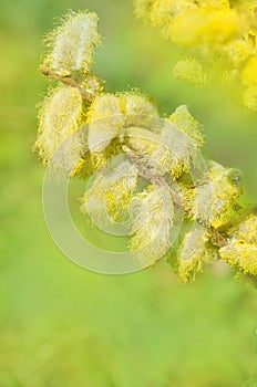 Spring flowering branches of willow on green background