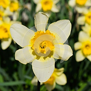 Spring flowering bulb plants in the flowerbed. Flowers daffodil