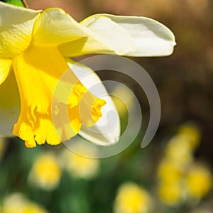 Spring flowering bulb plants in the flowerbed. Flowers daffodil