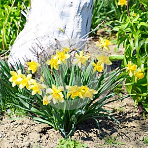 Spring flowering bulb plants in the flowerbed. Flowers daffodil