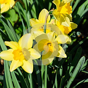 Spring flowering bulb plants in the flowerbed. Flowers daffodil