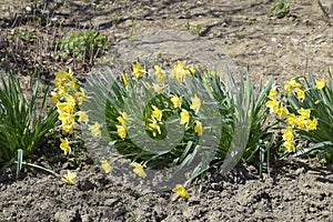 Spring flowering bulb plants in the flowerbed. Flowers daffodil yellow