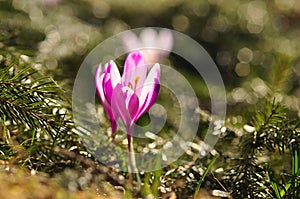 Spring flowering bulbs of purple Crocus flower