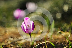 Spring flowering bulbs of purple Crocus flower