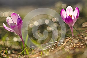 Spring flowering bulbs of purple Crocus flower