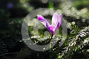 Spring flowering bulbs of purple Crocus flower