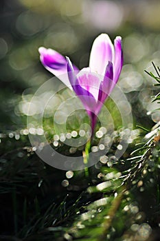 Spring flowering bulbs of purple Crocus flower