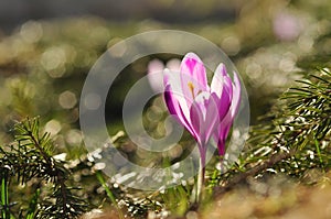 Spring flowering bulbs of purple Crocus flower