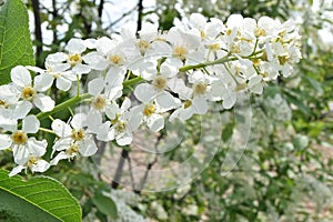 spring flowering cherry branch with white small flowers with green leaves close-up. background soft focus.