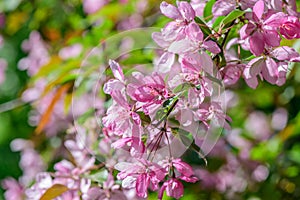 Spring flowering cherry tree