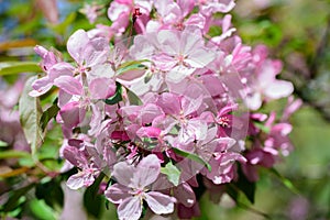 Spring flowering cherry tree