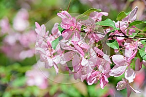 Spring flowering cherry tree