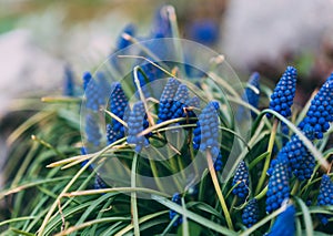 Spring flowering colorful Muscari armeniacum