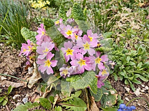 Spring flowering. Cowslip flowers in the grass and garden.