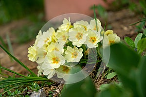 Spring flowering. Cowslip flowers in the grass and garden.