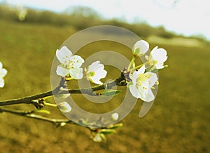Spring flowering crab apple twig