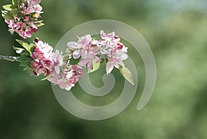 Flowering Crabapple Tree In Spring Bloom