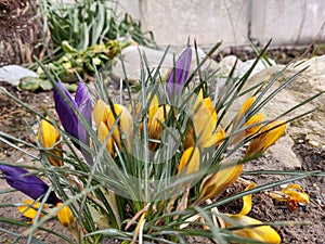 Jarní kvetení - Crocus květina v trávě v přírodě.