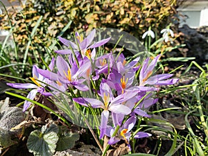 Jarní kvetení - Crocus květina v trávě v přírodě.