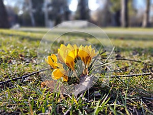 Jarní kvetení - Crocus květina v trávě v přírodě.