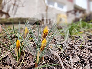 Jarní kvetení - Crocus květina v trávě v přírodě.