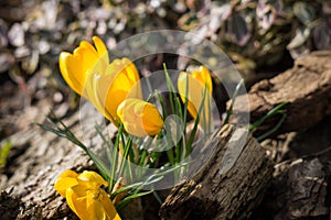 Spring flowering. Crocus flowers in the park.