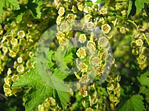 Spring flowering of currant