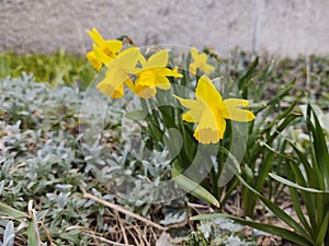 Spring flowering. Daffodil flower in grass.