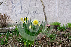 Jarní kvetení. Květ narcisu v trávě.