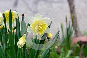 Spring flowering. Daffodil flower in grass.