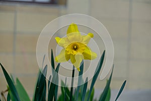 Spring flowering. Daffodil flower in grass.