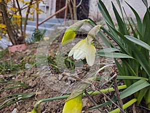Spring flowering. Daffodil flower in grass.