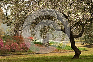 Spring Flowering Dogwood Southern Landscape