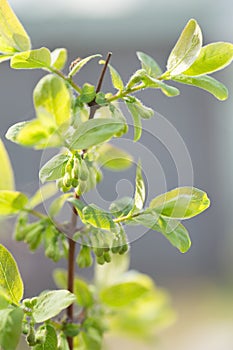 Spring flowering of edible honeysuckle