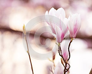 Spring flowering.Flowering branches of the magnolia tree. Open aperture with light blurring and illumination.