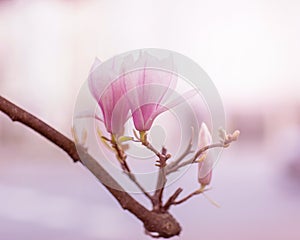 Spring flowering.Flowering branches of the magnolia tree. Open aperture with light blurring and illumination.