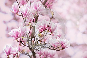 Spring flowering.Flowering branches of the magnolia tree. Open aperture with light blurring and illumination.