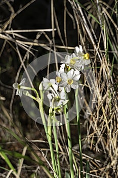 Spring flowering of forest wild daffodils. White and yellow Narcissus tazetta flowers