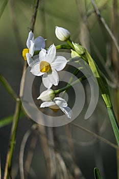 Spring flowering of forest wild daffodils. White and yellow Narcissus tazetta flowers