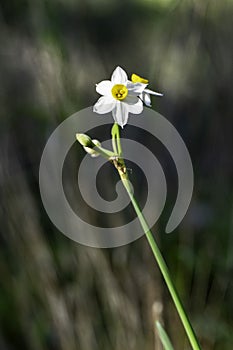 Spring flowering of forest wild daffodils. White and yellow Narcissus tazetta flowers